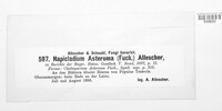 Fusicladium asteroma image